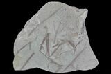 Early Devonian Plant Fossils (Zosterophyllum) - Scotland #66674-1